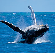 Nqabara Eco River Lodge whales
