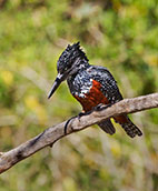 Nqabara Eco River Lodge woodpecker