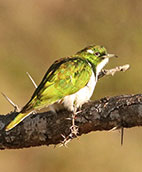 Nqabara Eco River Lodge birding